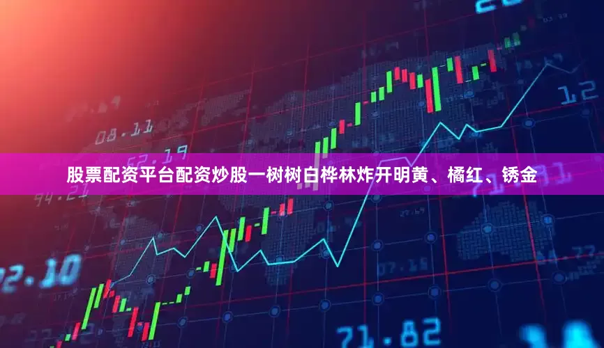 股票配资平台配资炒股一树树白桦林炸开明黄、橘红、锈金